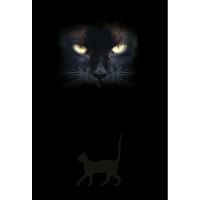 Cat's Eyes