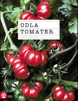 Odla tomater