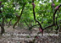 Kuba : m&auml;nniskor, orkaner och kakao