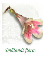Sm&aring;lands flora
