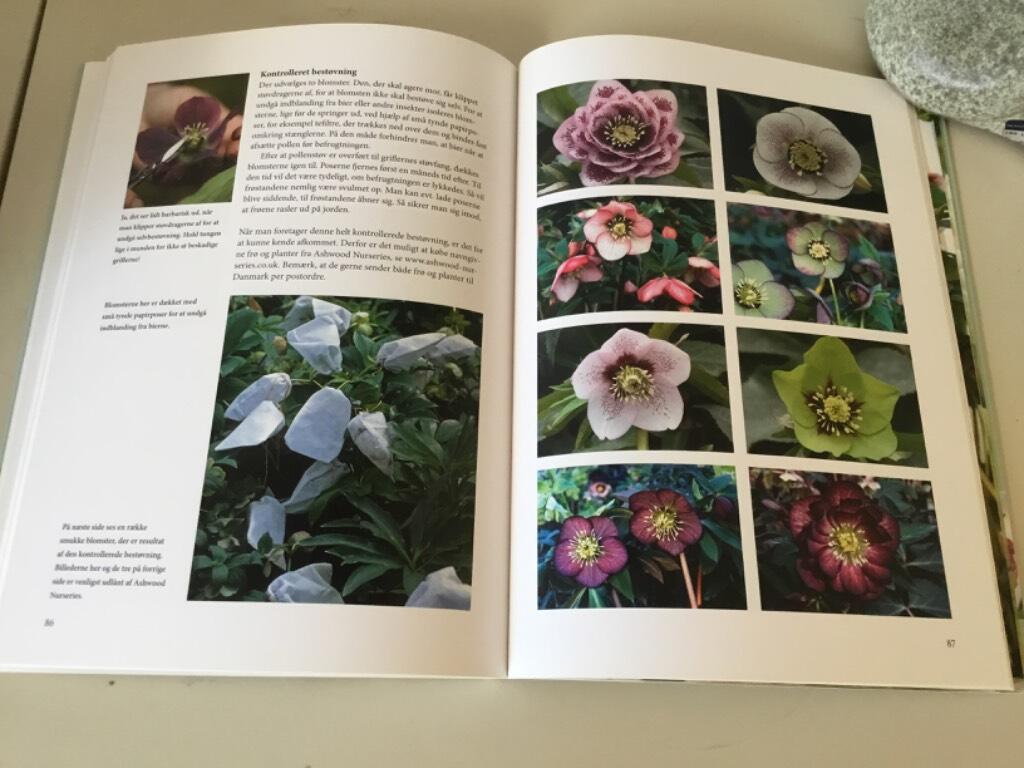 Juleroser og p&aring;skeklokker