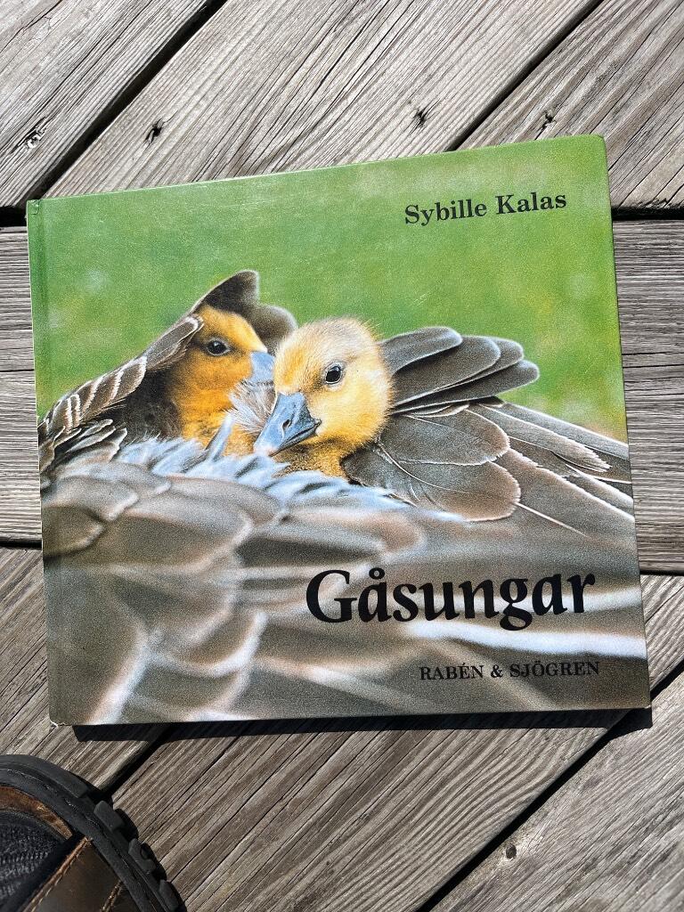 G&aring;sungar