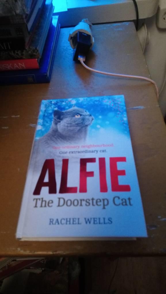 Alfie the doorstep cat