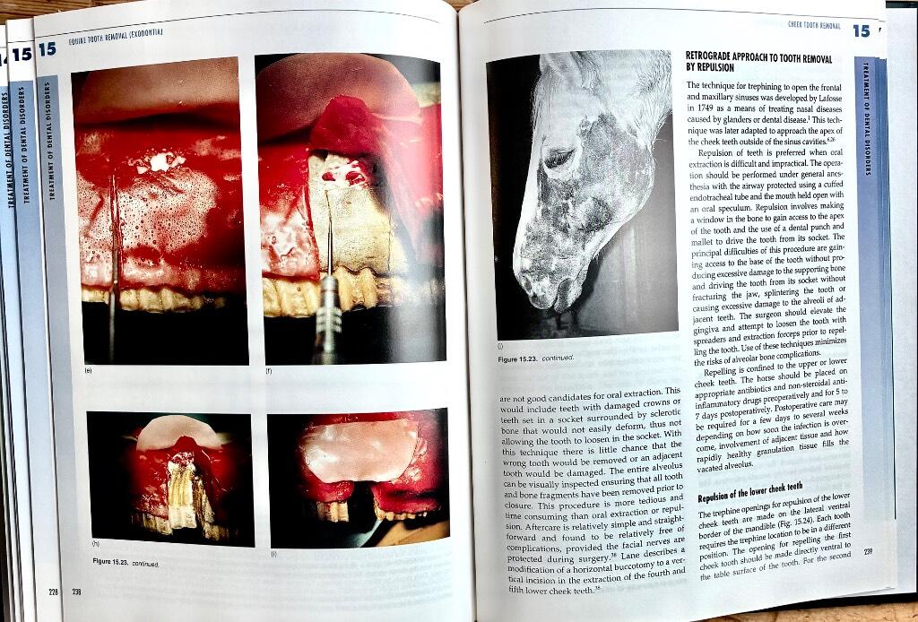 Equine dentistry