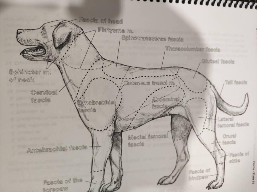 Dog anatomy - a coloring atlas