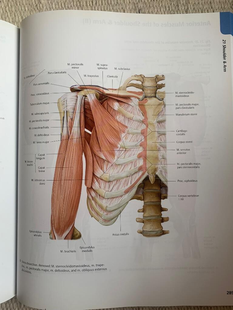 Atlas of anatomy - Latin nomenclature
