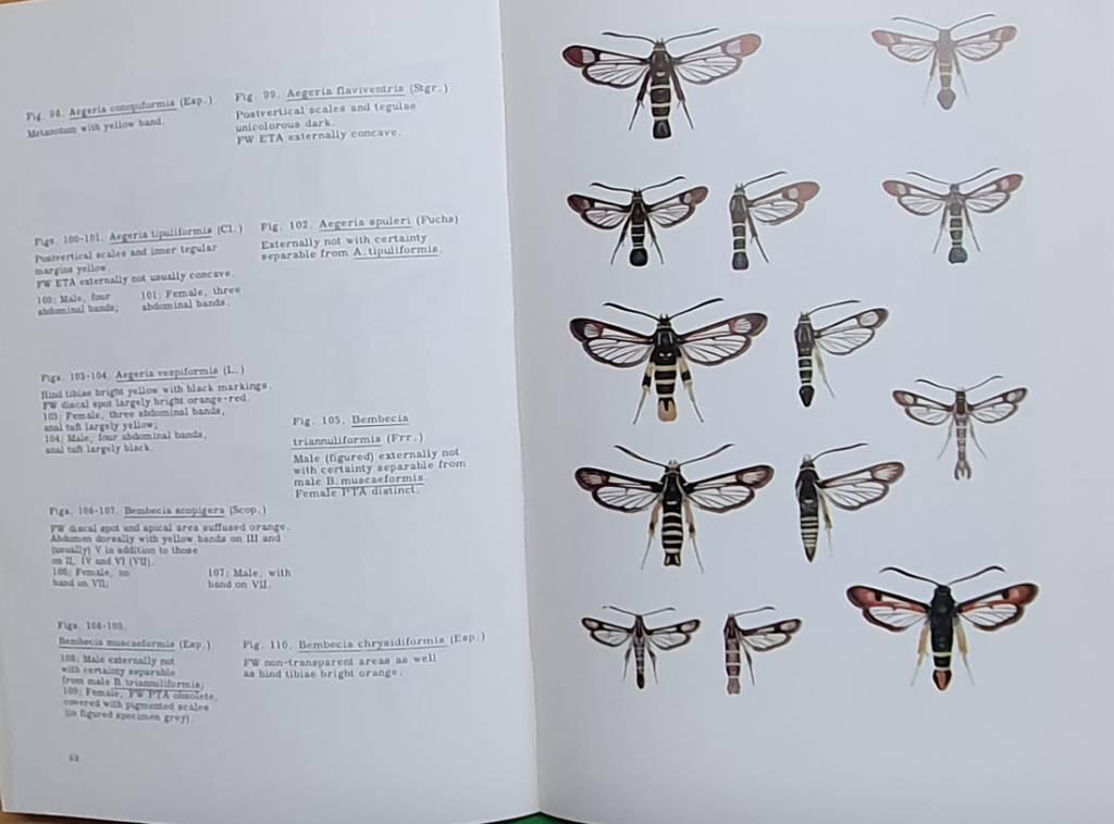 The Sesiidae (Lepidoptera) of Fennoscandia and Denmark