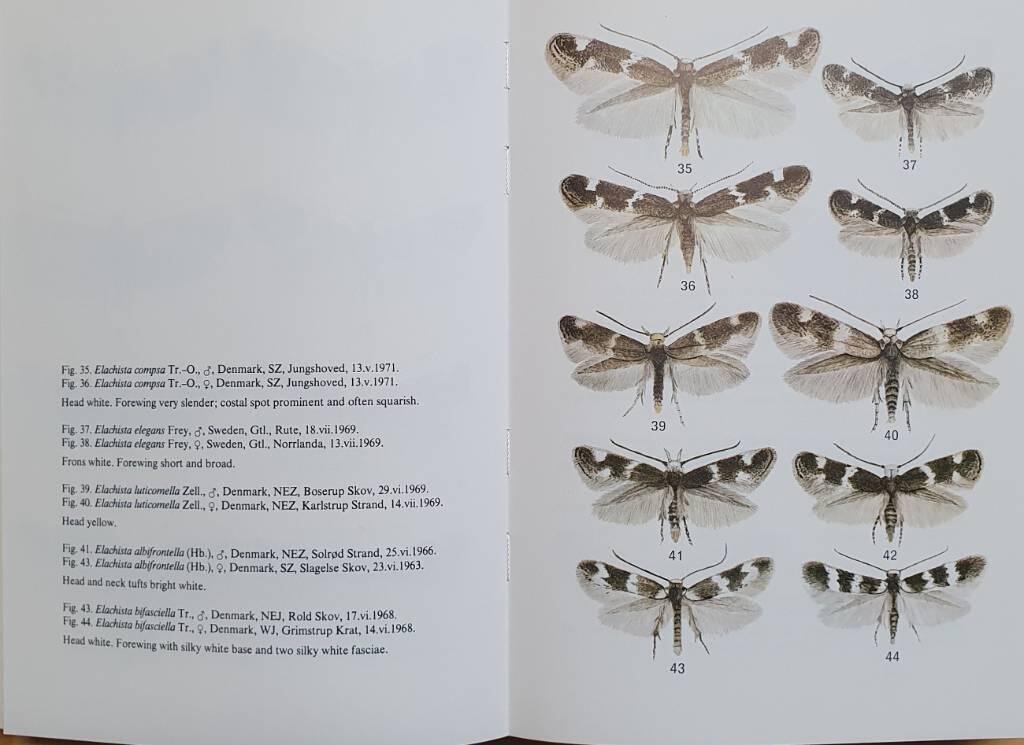 The Elachistidae (Lepidoptera) of Fennoscandia and Denmark