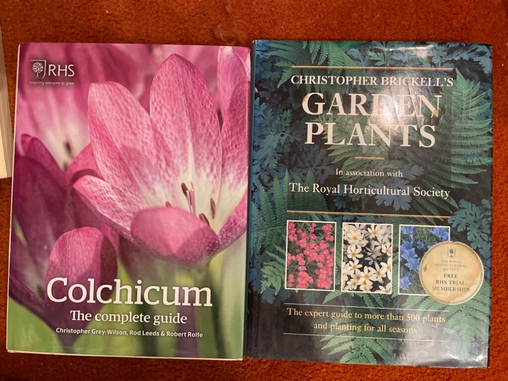 Colchicum - the complete guide