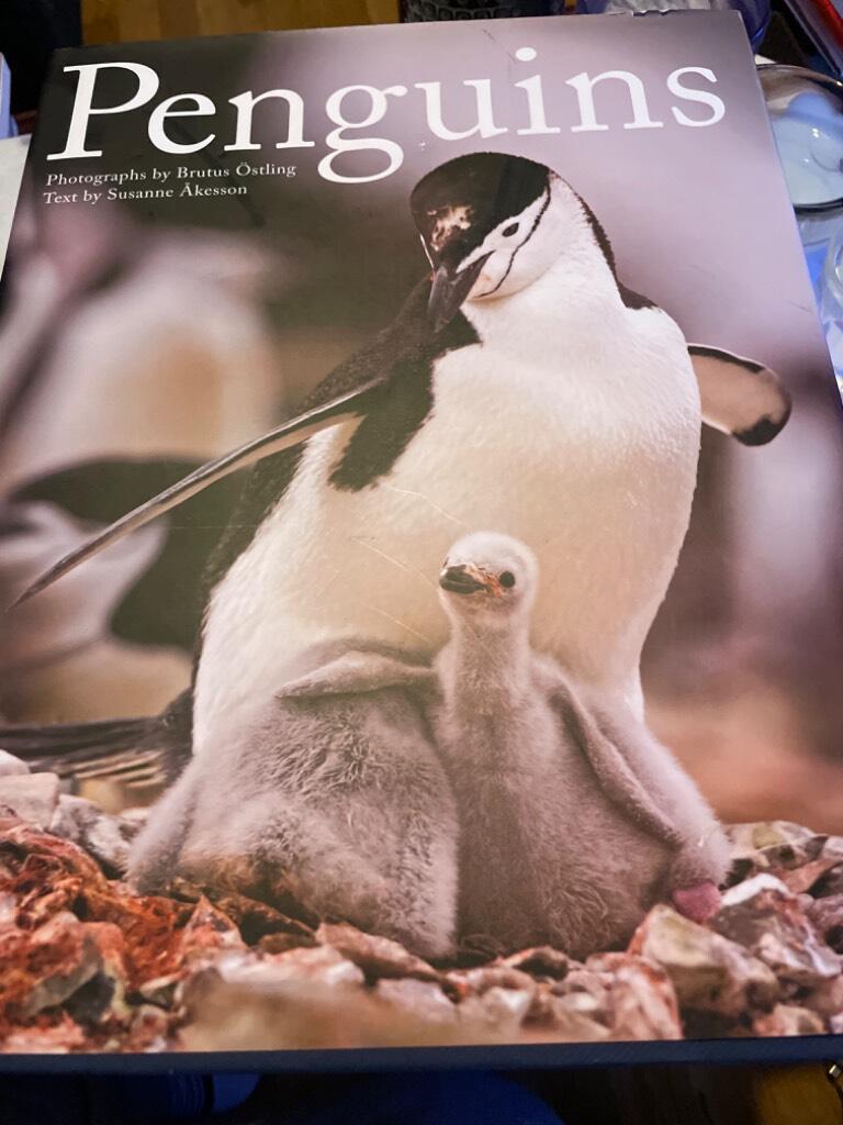Penguins
