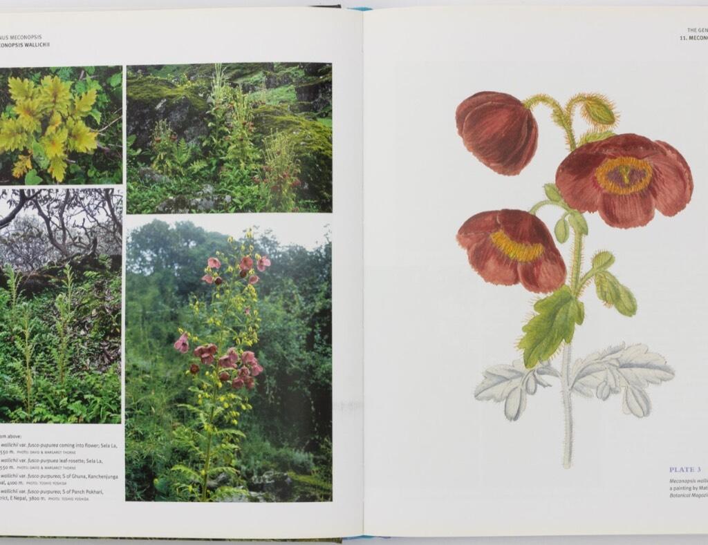 The genus Meconopsis - blue poppies and their relatives