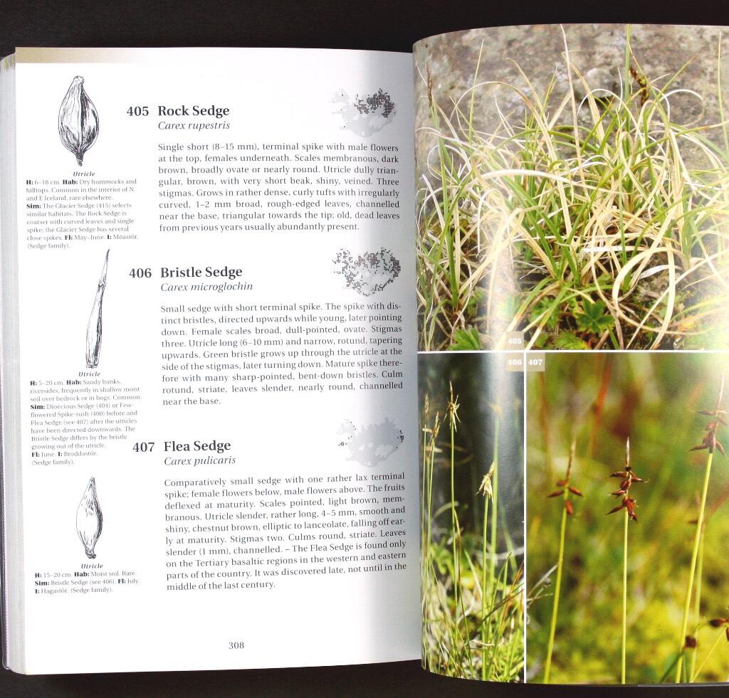 Flowering plants and ferns of Iceland