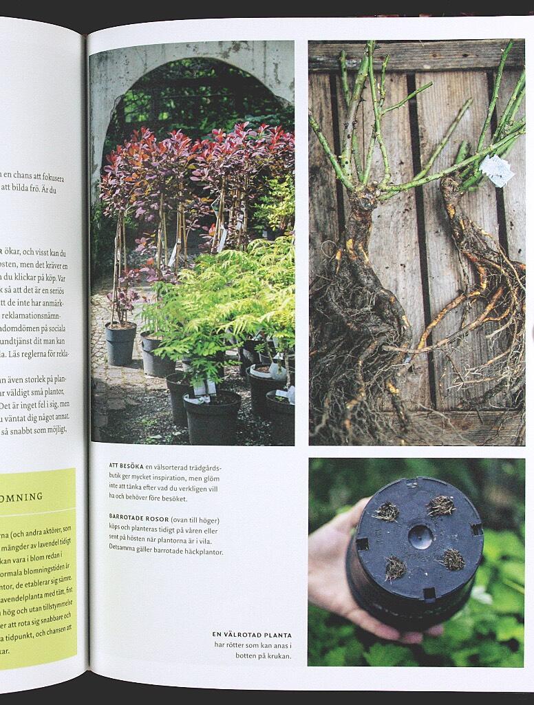 R&auml;tt v&auml;xt p&aring; r&auml;tt plats - v&auml;lja v&auml;xter som trivs i din tr&auml;dg&aring;rd