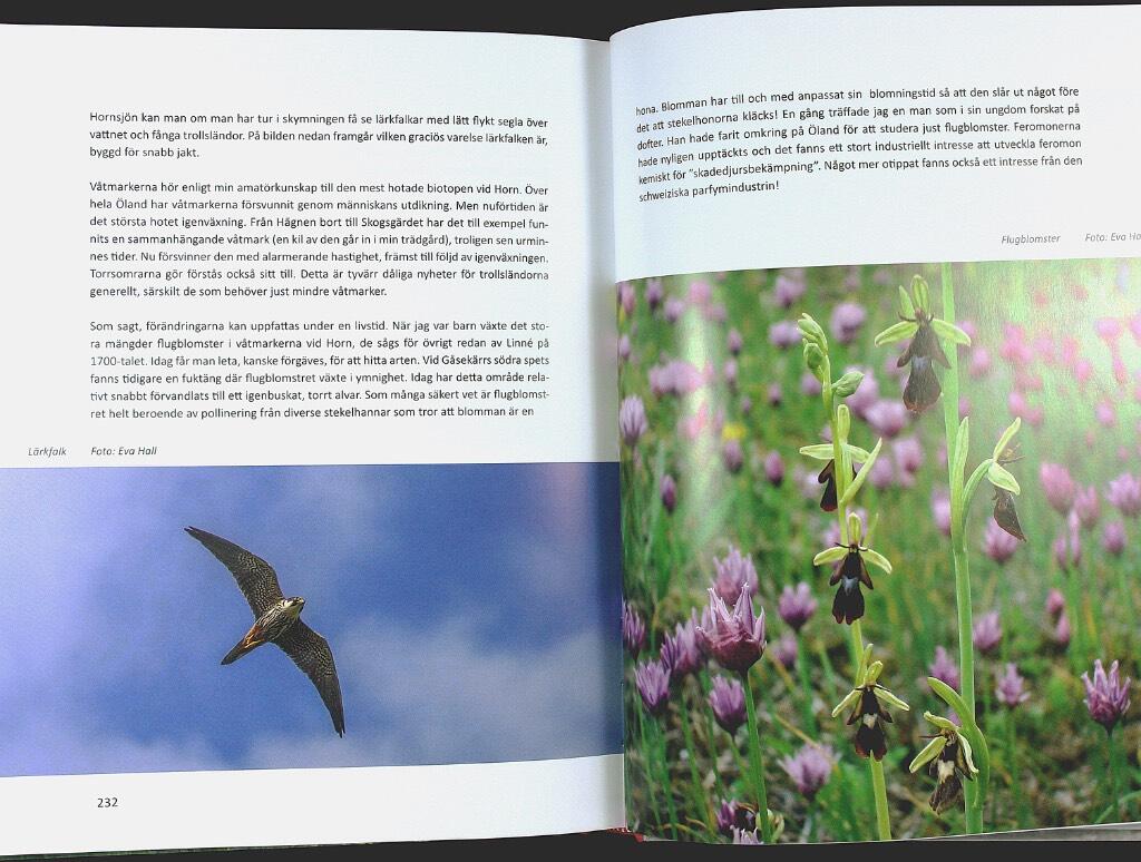 Boken om Horn - en plats p&aring; norra &Ouml;land