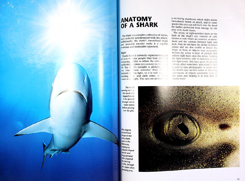 Sharks : a portrait of the animal world