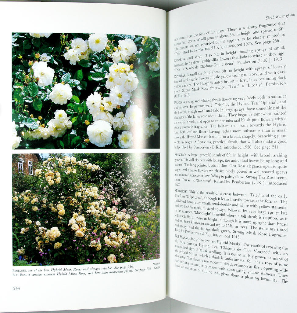 The heritage of the rose
