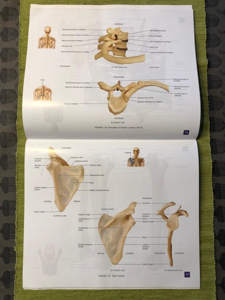A Brief Atlas of the Human Skeleton, Surface Anatomy and Selected Medical I