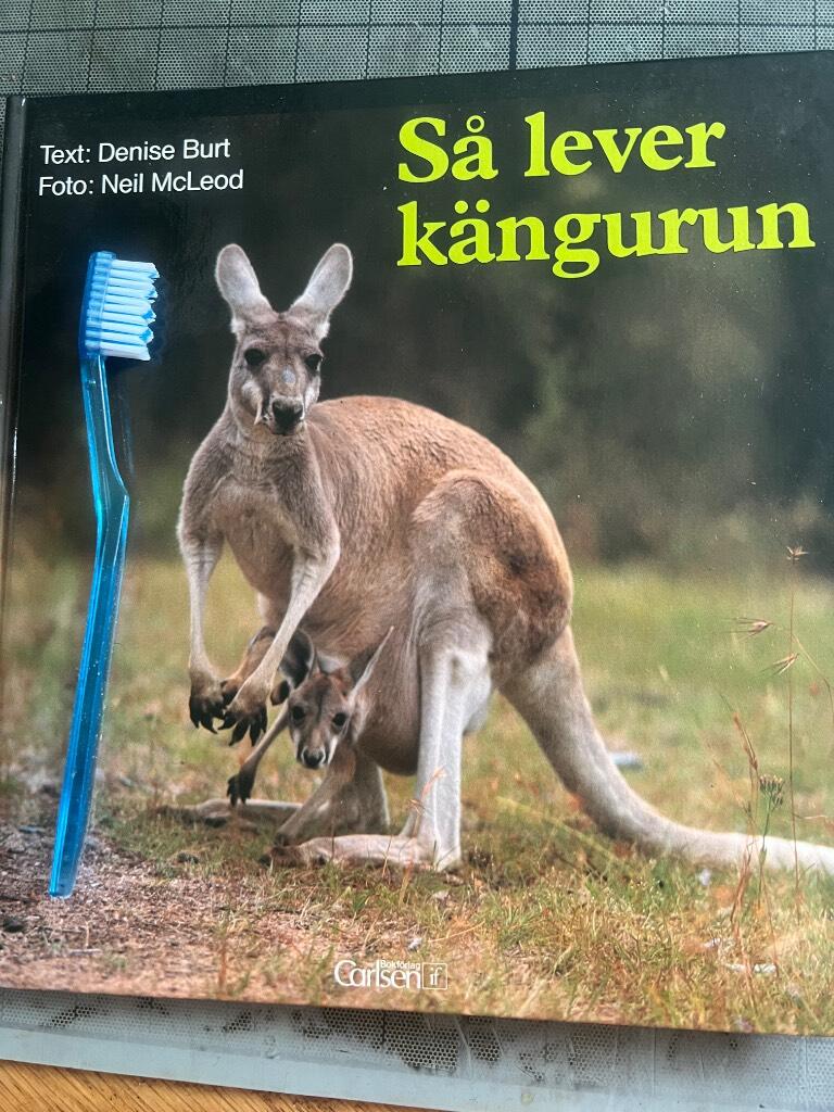 Så lever kängurun