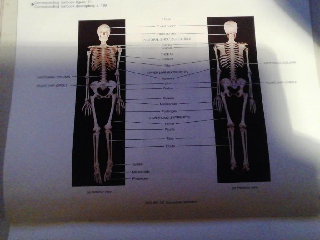Principles of anatomy and physiology