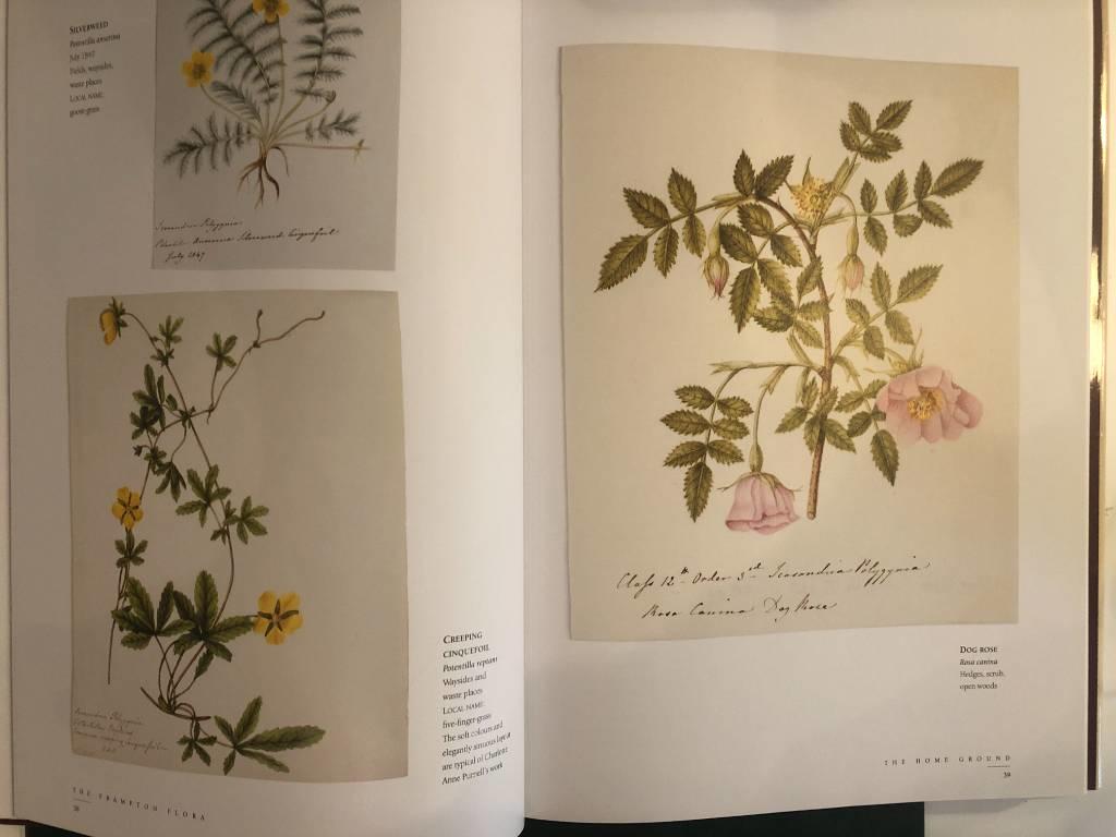 The Frampton flora