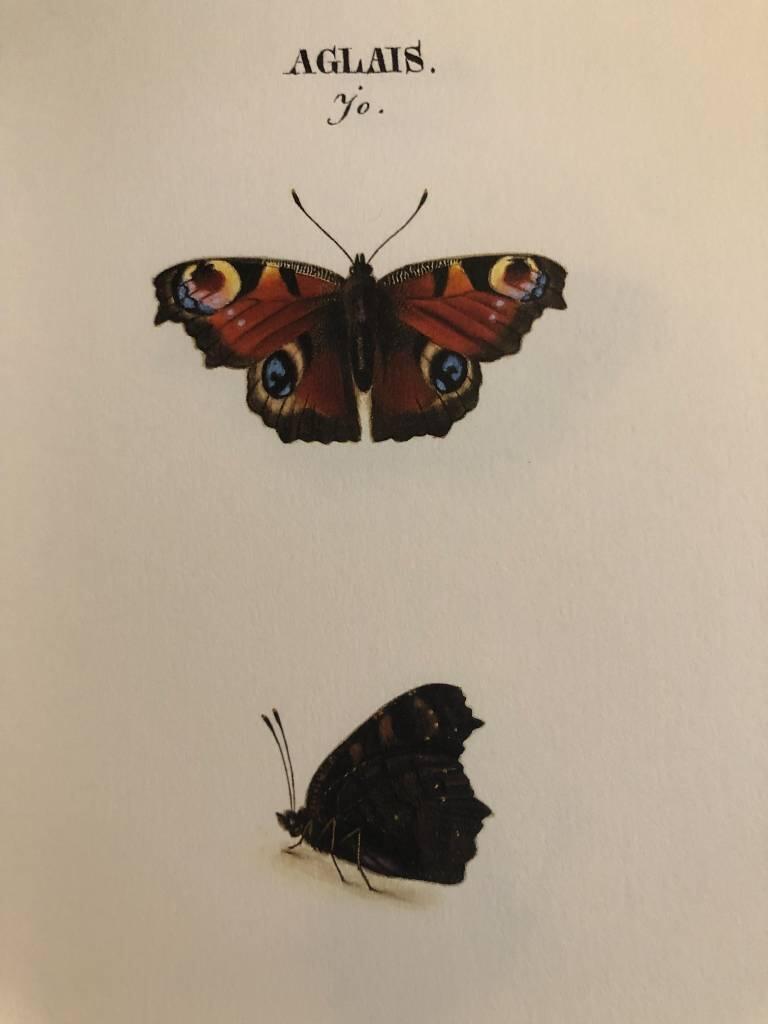 Swenska fjärilar : ordo Lepidoptera