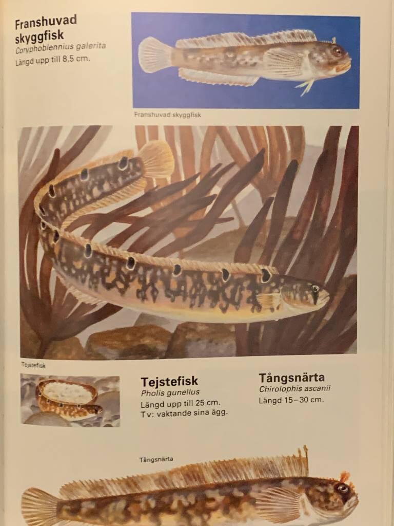 V&aring;ra fiskar : havs- och s&ouml;tvattensfiskar i Norden och &ouml;vriga Europa
