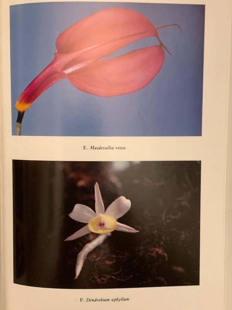 The orchid book