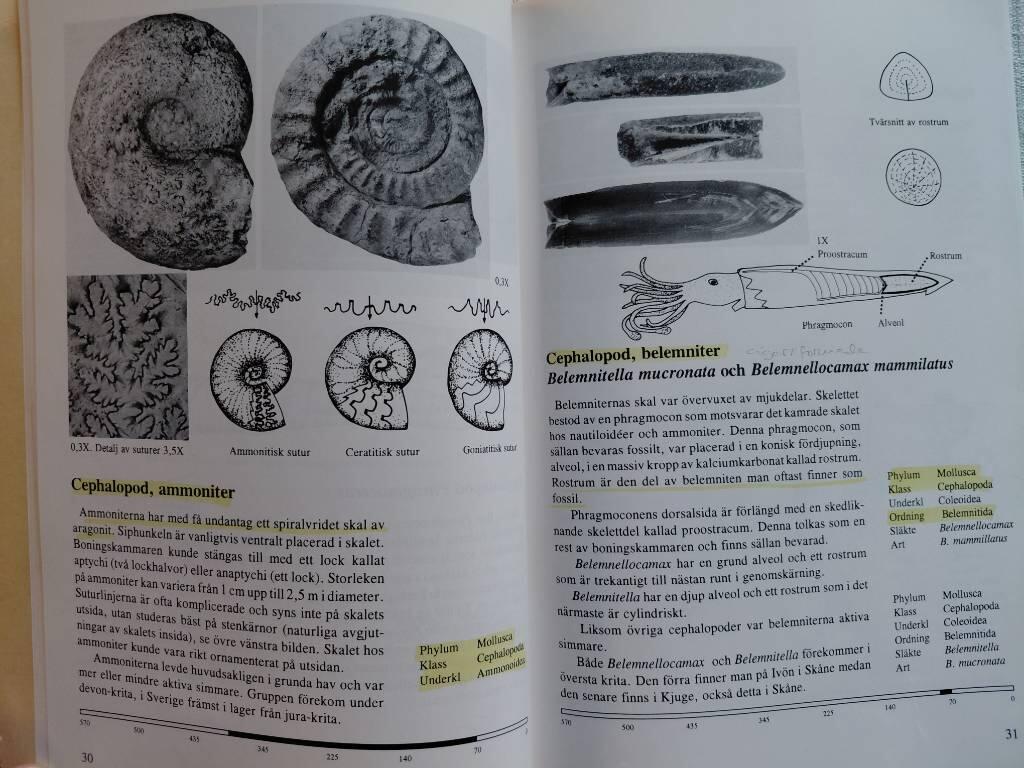 Svenska fossil i ord och bild