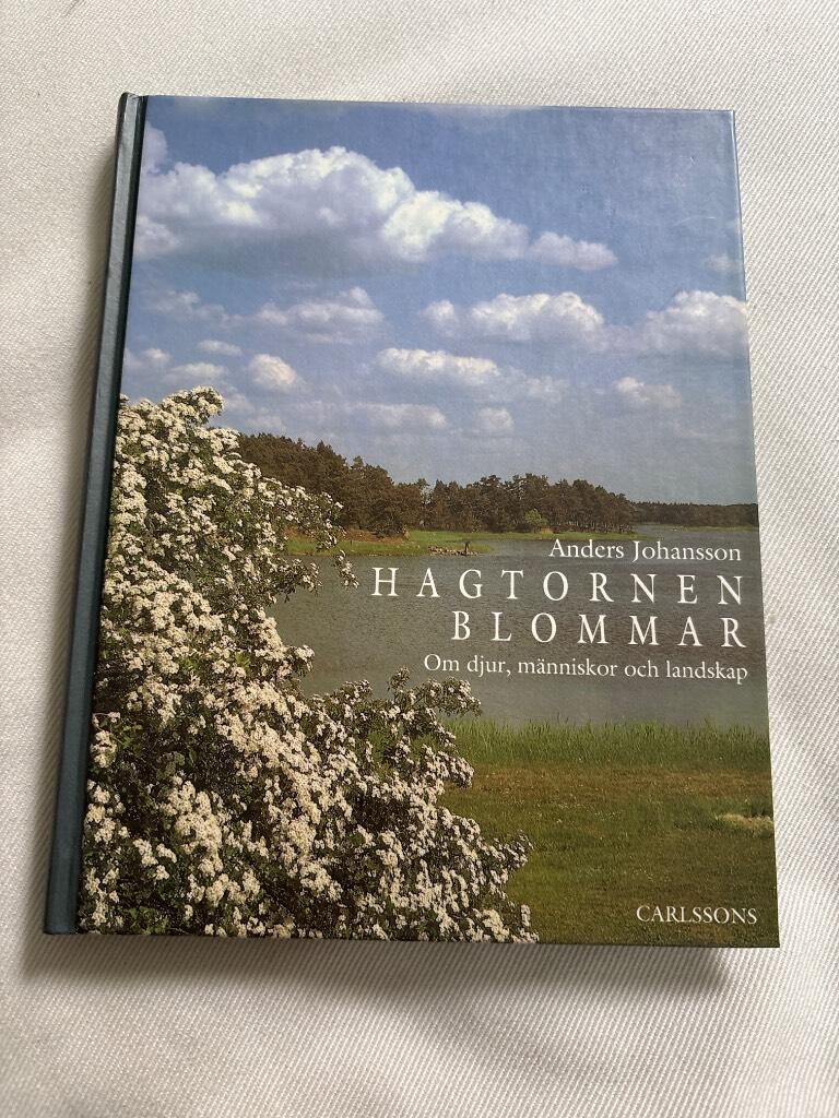Hagtornen blommar