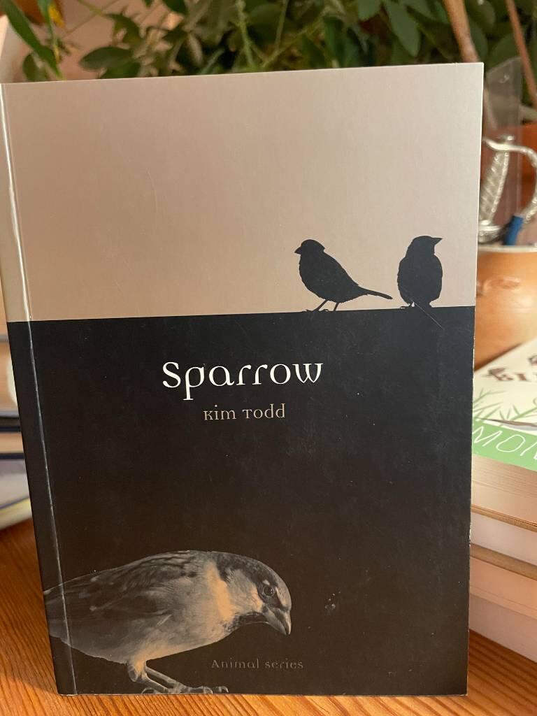 Sparrow