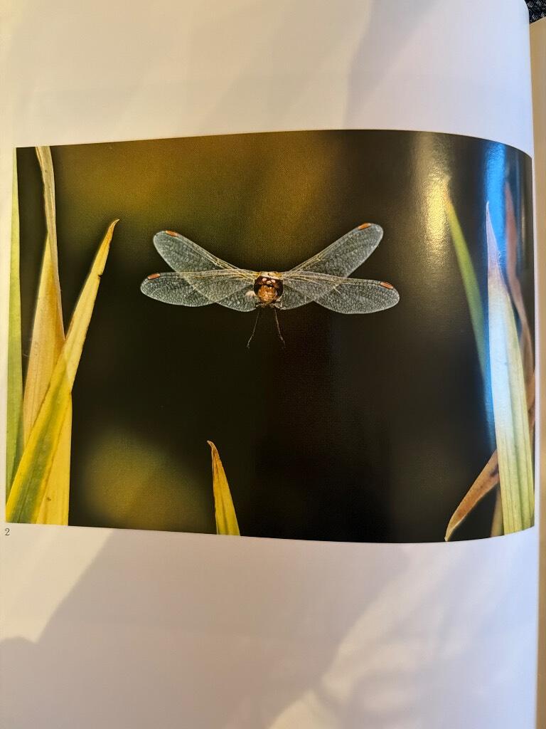 Insekter i flykten