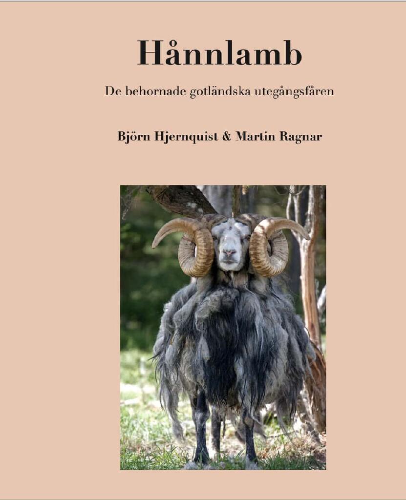 H&aring;nnlamb - de behornade gotl&auml;ndska uteg&aring;ngsf&aring;ren