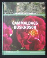 Gammaldags buskrosor