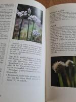 Annas &ouml;rtag&aring;rd : om gl&auml;djen att odla och anv&auml;nda kryddor