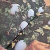 Sannas kokbok : mat fr&aring;n tr&auml;dg&aring;rd, skog och hav