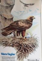 V&aring;ra f&aring;glar : Sveriges f&aring;glar i f&auml;rg