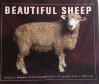 Beautiful sheep