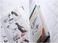 Alla Europas f&aring;glar i f&auml;rg