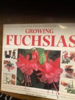 Growing fuchsias