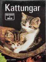 Kattungar