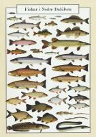 Fiskar i nedre Dalälven.