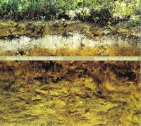 Several Kinds of Ground