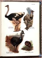 F&aring;gel-atlas f&ouml;r barn och ungdom. Inneh&aring;ller 239 bilder i naturliga f&auml;rger med belysande text