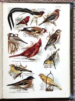 F&aring;gel-atlas f&ouml;r barn och ungdom. Inneh&aring;ller 239 bilder i naturliga f&auml;rger med belysande text