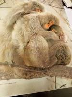 V&auml;rldens djurliv