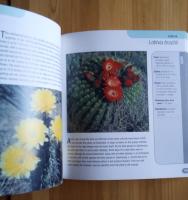 500 cacti - species and varieties in cultivation
