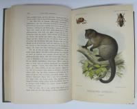 Bland mennisko&auml;tare. Fyra &aring;rs resa i Australien