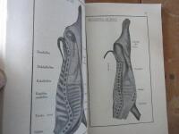 Hemmets Varukalender. Ekonomisk hj&auml;lpreda och Praktisk uppslagsbok f&ouml;r Husm&ouml;drar