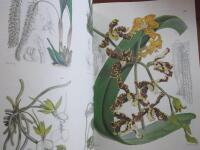 Orchids from Curtis's Botanical Magazine