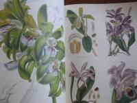 Orchids from Curtis's Botanical Magazine